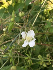 Rubus caesius