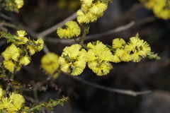Acacia chrysocephala