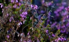 Erica albertyniae