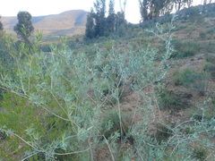 Calobota cytisoides