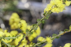 Acacia chrysocephala