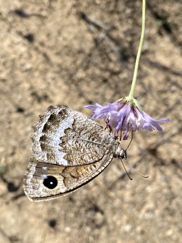 Satyrus actaea