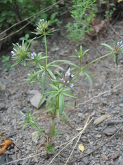 Asperula arvensis