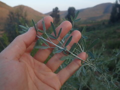 Calobota cytisoides