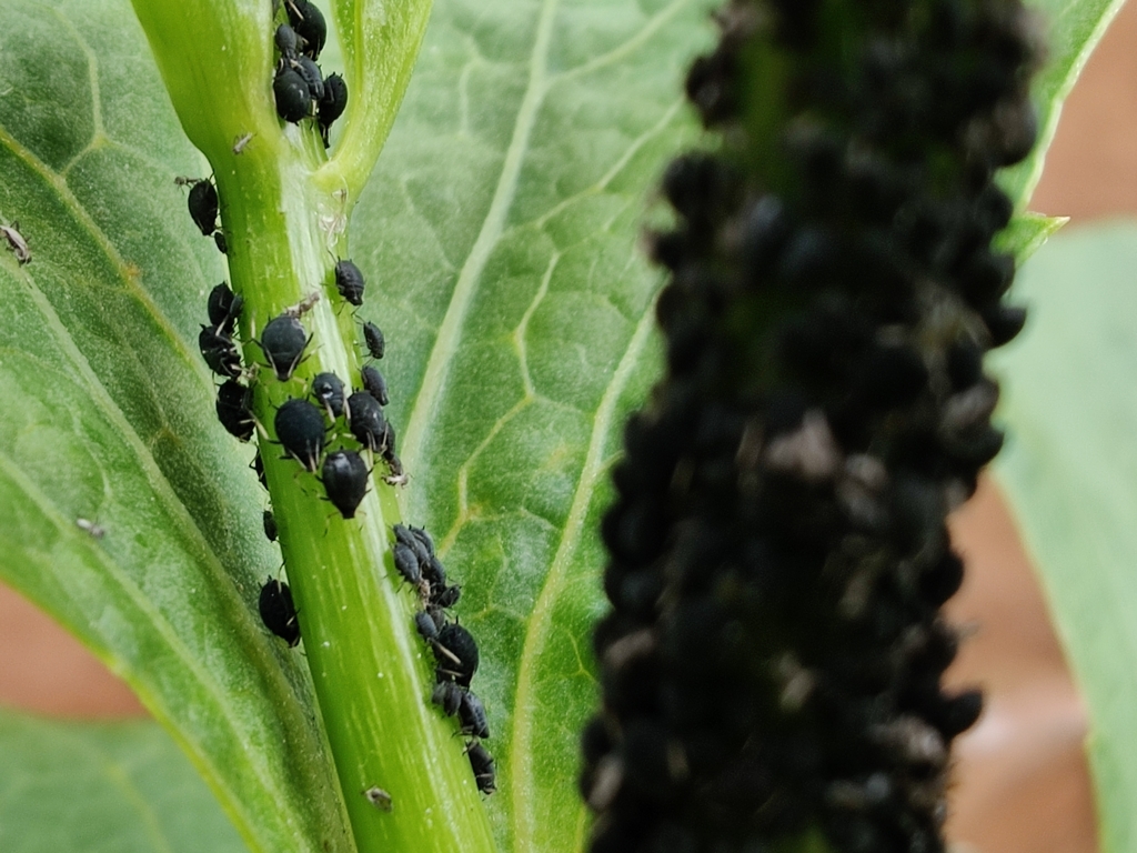 Aphidinae in June 2021 by ukm1985 · iNaturalist