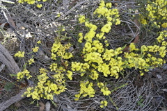 Acacia chrysocephala