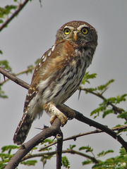 Glaucidium perlatum