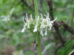 Marrubium catariifolium
