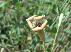 Silene chlorifolia