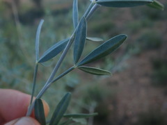 Calobota cytisoides