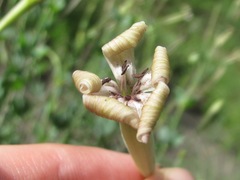 Silene chlorifolia