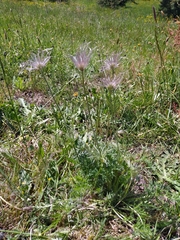 Pulsatilla vulgaris