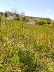 Pulsatilla vulgaris