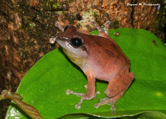 Pseudophilautus amboli