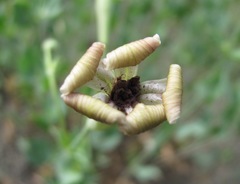 Silene chlorifolia