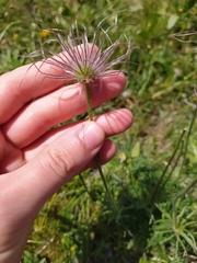 Pulsatilla vulgaris