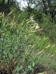 Silene chlorifolia