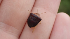 Ventocoris rusticus