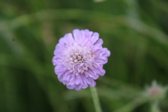 Knautia arvensis