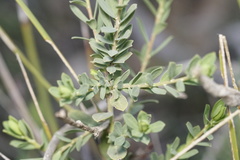 Phyllanthus calycinus