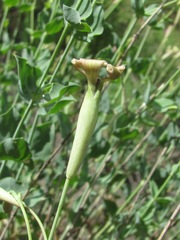Silene chlorifolia