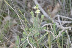 Phyllanthus calycinus