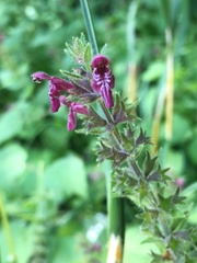 Stachys sylvatica