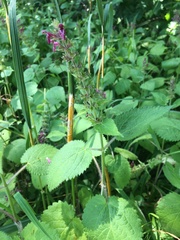 Stachys sylvatica