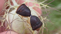 Ventocoris rusticus
