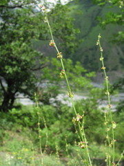 Rumex hastifolius