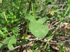Rumex hastifolius