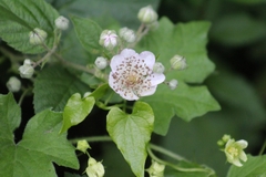 Rubus caesius