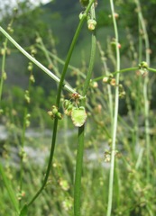 Rumex hastifolius