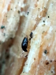 Holobus apicatus