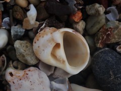 Naticarius alapapilionis