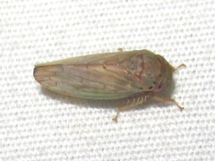 Polana quadrinotata