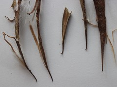 Genianthus laurifolius