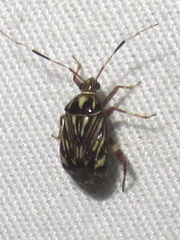 Taedia virgulata