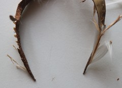 Genianthus laurifolius