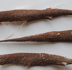 Genianthus laurifolius