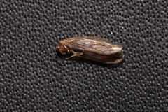 Sisyra terminalis