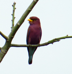 Eurystomus glaucurus