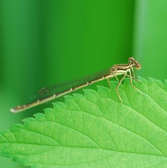 Platycnemis phyllopoda