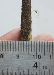 Genianthus laurifolius