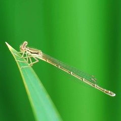 Platycnemis phyllopoda