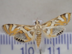 Margarosticha euprepialis