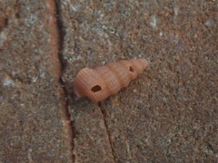 Ataxocerithium applenum