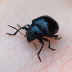 Eumolpinae