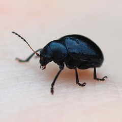 Eumolpinae