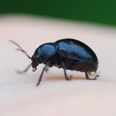 Eumolpinae